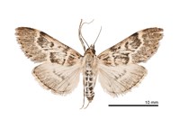 藏品(阿里山黑帶野螟蛾)的圖片